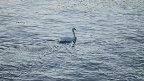 un video captura un cisne blanco y algunos gansos nadando en el mar