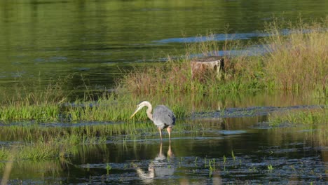 una garza azul caminando lentamente por el agua en un río cerca de yellowstone en busca de comida