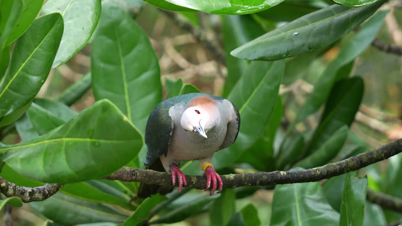 paloma imperial verde, ducula aenea posada en la rama de un árbol bajo el dosel, alertada por los alrededores, extiende sus alas y se aleja, toma de primer plano del pájaro en el recinto de la vida silvestre