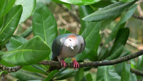 green imperial pigeon, ducula aenea perching on tree branch under canopy, alerted by the surroundings, spread its wings and swoops away, close up shot of the bird in wildlife enclosure