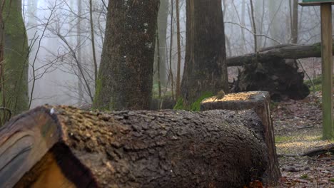 european robin bird perched on a tree stump in the forest at winter