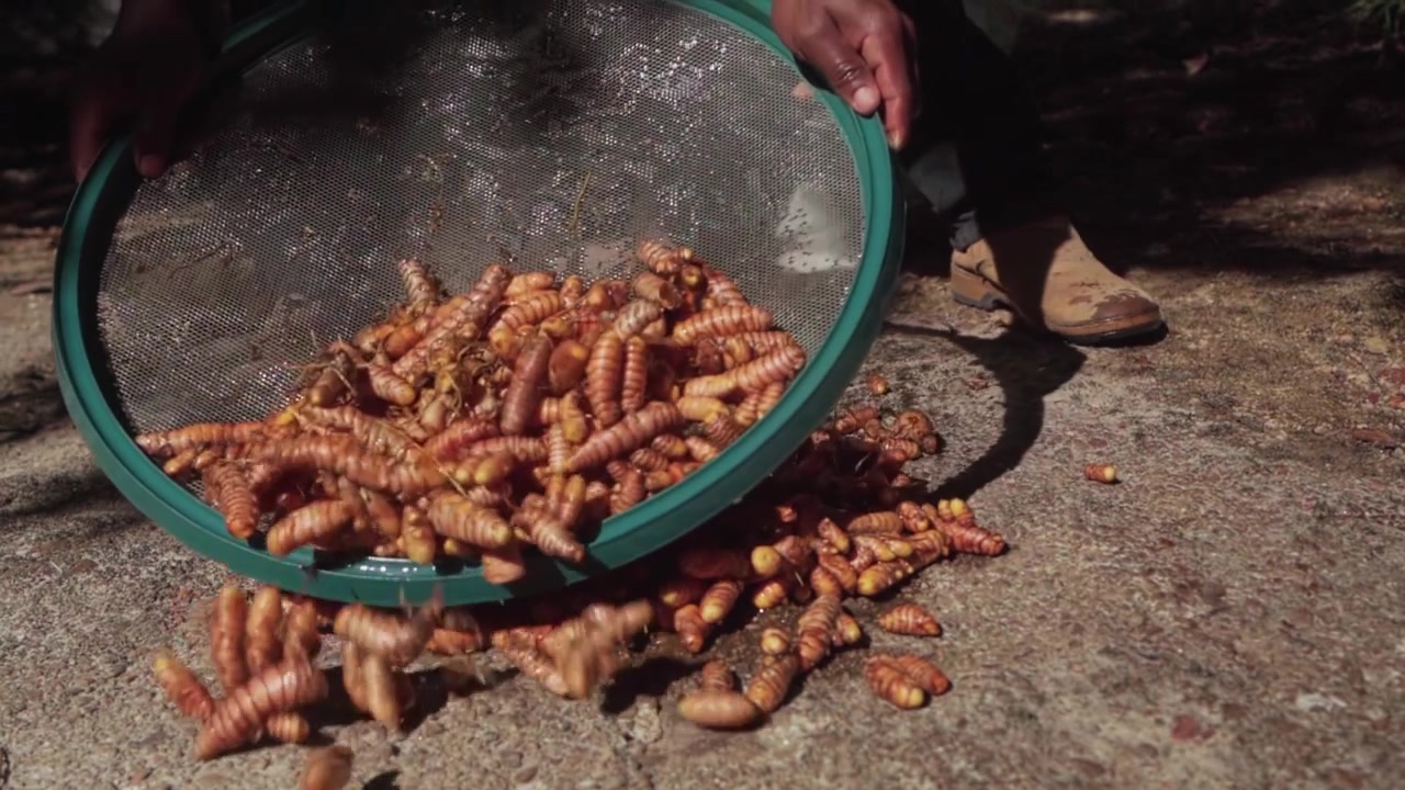 Slow-motion shot of feet approaching turmeric roots on the ground as more roots are added from a sieve in the Brazilian cerrado.
