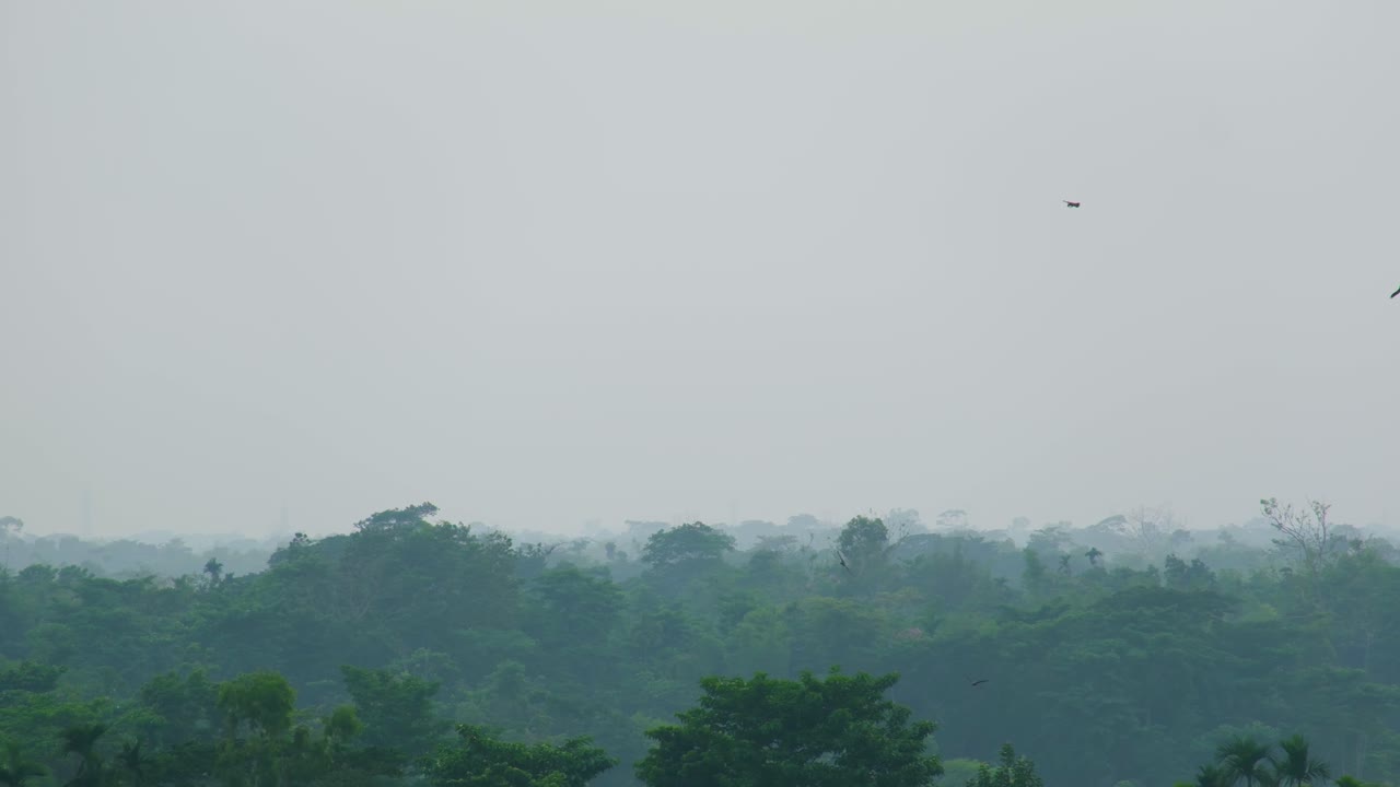 Flock of eagle birds flying over misty rainforest. Amazon or borneo alike forest