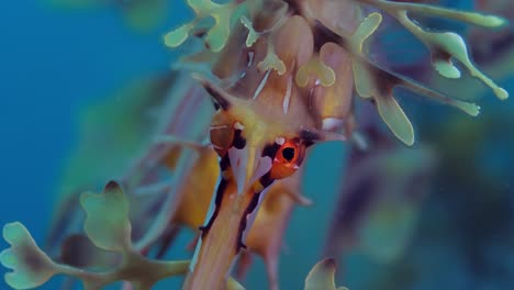 Dragón-De-Mar-Frondoso-Con-Huevos-4k-Cámara-Lenta-Sur-De-Australia