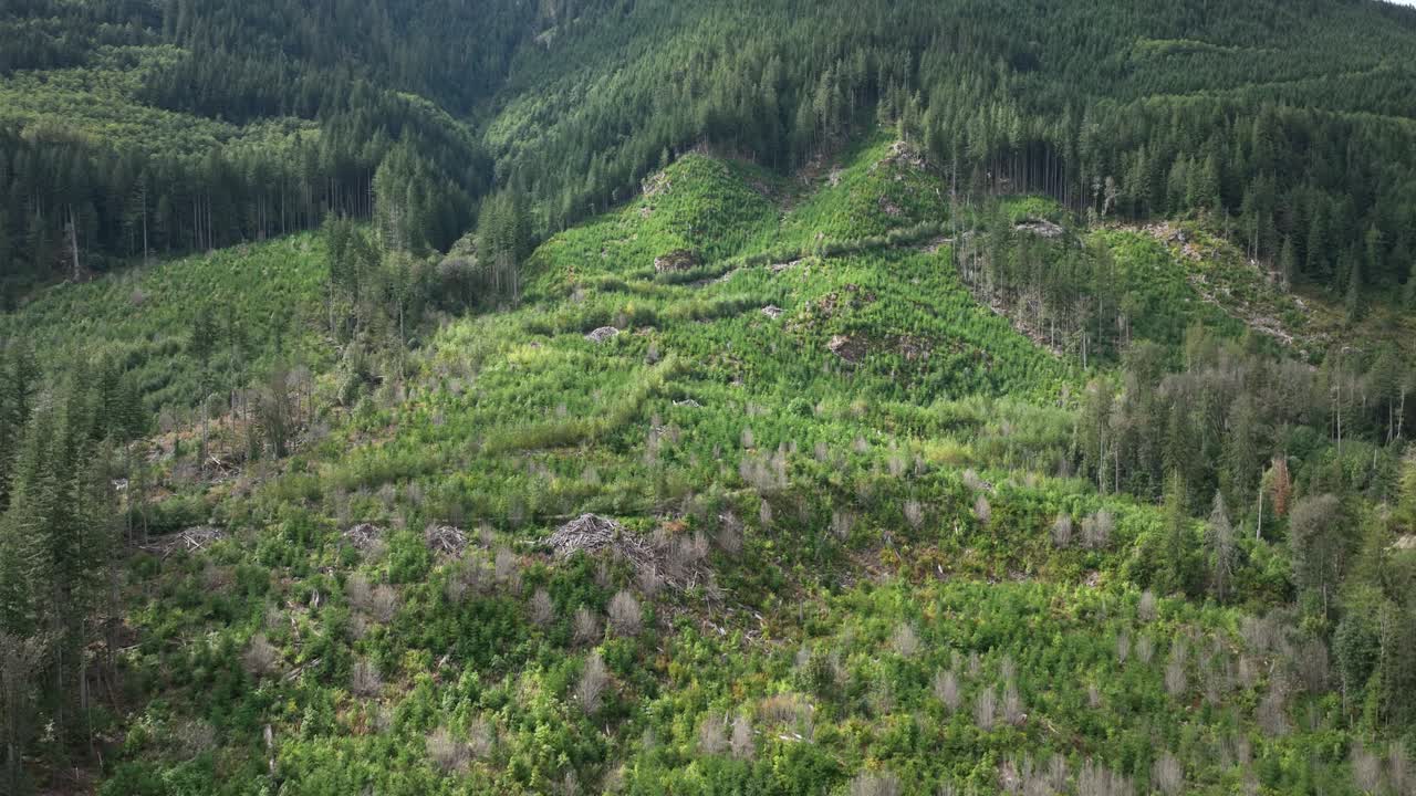 vista aérea ascendente de un bosque que ha sido nivelado para obtener madera