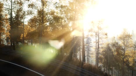 road in the forest