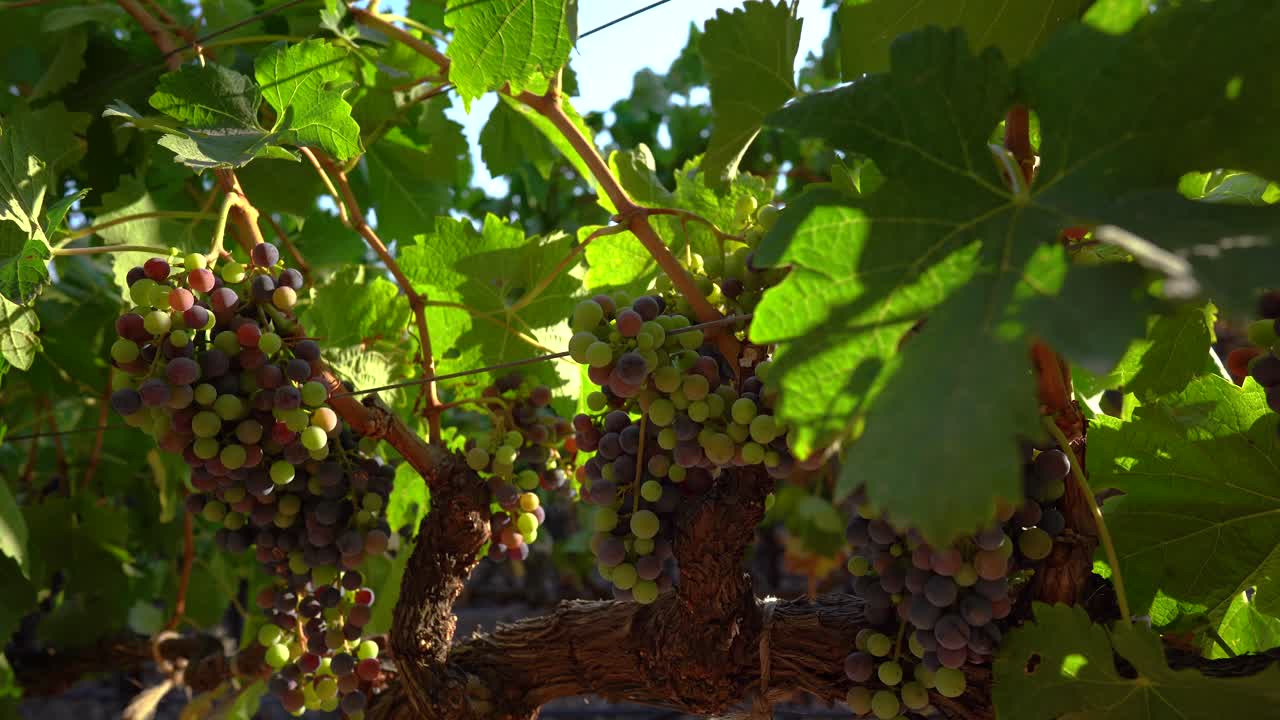 hojas moviéndose sobre uvas que se están desgarrando en el viñedo del valle de napa