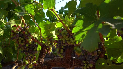 Blätter-Bewegen-Sich-Auf-Trauben,-Die-Im-Napa-Valley-Vinyard-Reißen