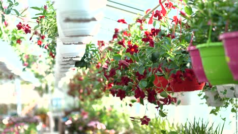 flowers and plants at a large garden store 4k