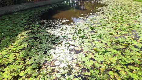 el lapso de tiempo de los lirios de agua que cubren un estanque