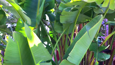 Grandes-Hojas-De-Plátanos-Tropicales-Moviéndose-En-Un-Día-Soleado-Y-Ventoso-En-Marbella-España