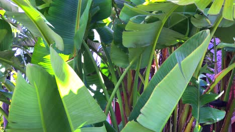 grandes hojas de plátanos tropicales moviéndose en un día soleado y ventoso en marbella españa
