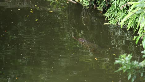 cocodrilo nadando en un lago de alta calidad 4k imágenes