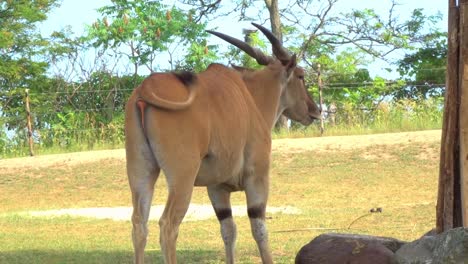 A-lone-antelope-grazing,-in-the-hot-sun