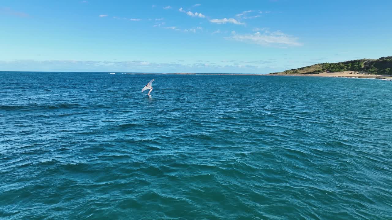 vista aérea de vuelo, vuelo de ala, windsurf en las aguas de sídney en un hermoso día de verano