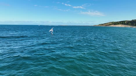 Aerial-View-of-Winging,-Wing-Foiling,-Wind-Surfing-in-Sydney-waters-on-a-beautiful-summers-day