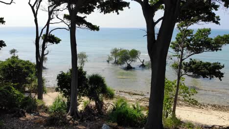 drone moves between the trees on the beach side going towards the ocean over reefs and turquoise water