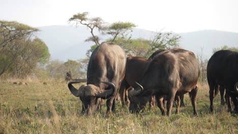 Eine-Herde-Afrikanischer-Büffel,-Die-Sich-In-Der-Serengeti-Von-Trockenem-Gras-Ernährt
