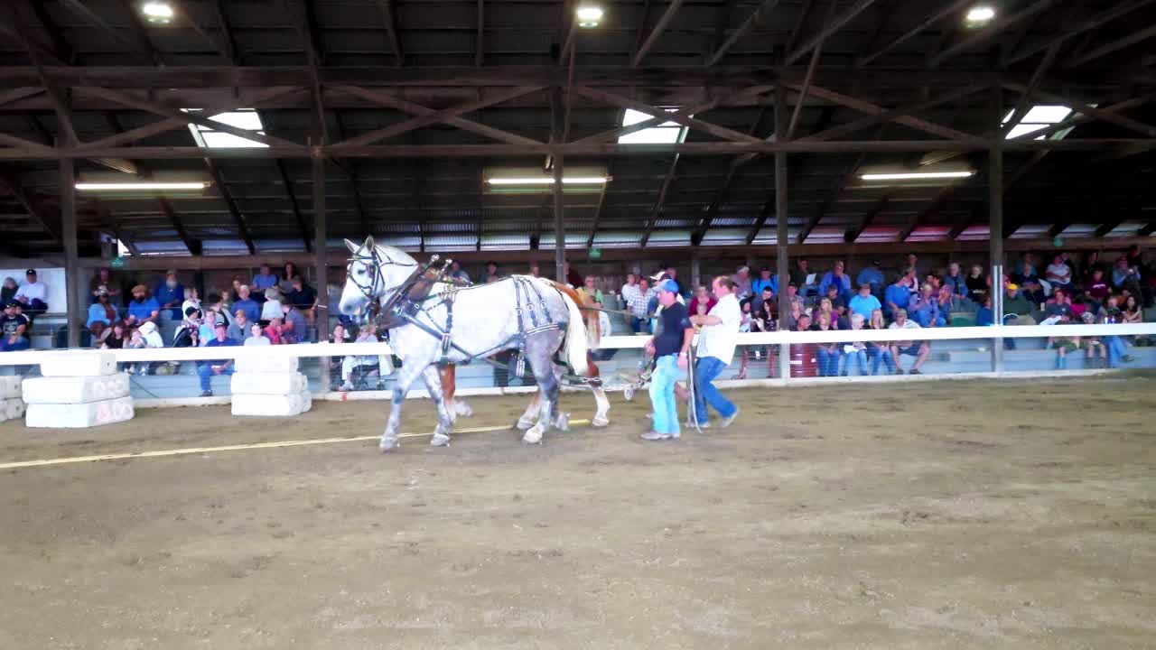 two men getting draft horses in positition to pull a seld at Cumberland Fair near Portland, Maine