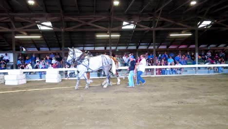 two men getting draft horses in positition to pull a seld at cumberland fair near portland, maine