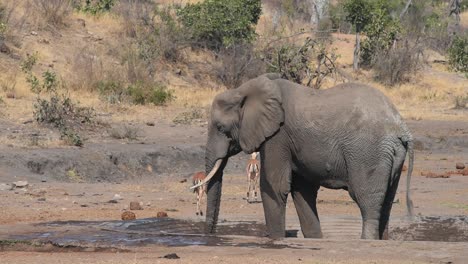 Ein-Elefantenbulle-Trinkt-Und-Spritzt-Wasser-Aus-Seinem-Rüssel-Und-Erschreckt-Vorbeiziehende-Impalas
