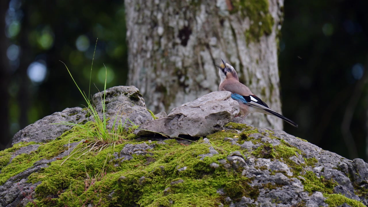 Ghiandaia eurasiatica selvatica si posa su una roccia nella foresta della regione del Gorski Kotar in Croazia. Scatto ravvicinato.