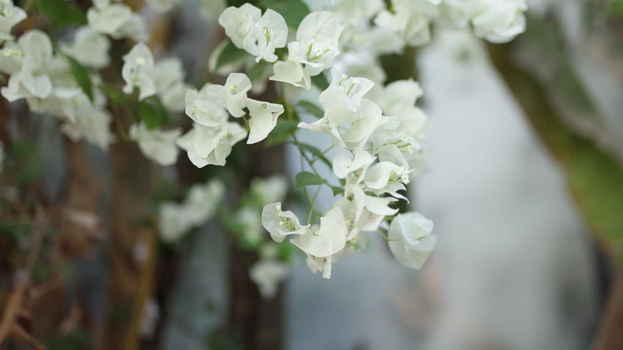 Close-up of White Bougainvillea Flowers