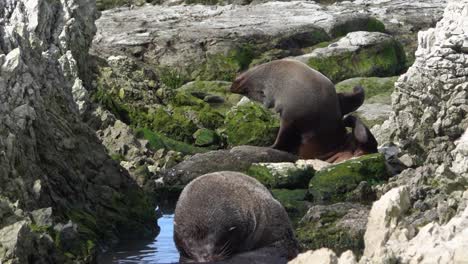 cute stretching fur seal enjoys scratching his belly with rear flipper