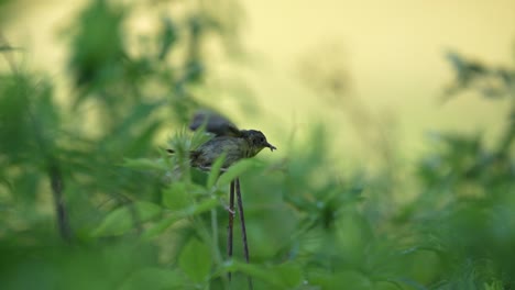 a common yellow throat flitting about in the green bushes in a nature preserve