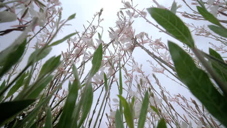 bottom-up view of white flower against the cloudy sky