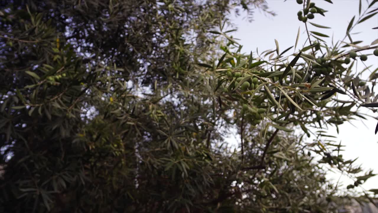 올리브 나무의 올리브, 올리브 주변의 카메라 움직임