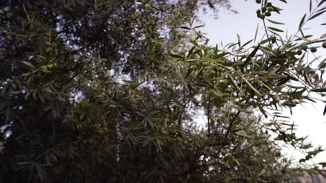 olivo en olivo, movimiento de cámara alrededor del olivo