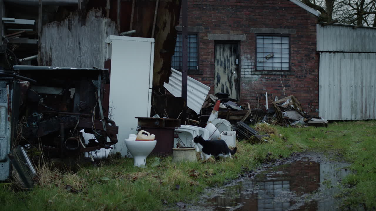 버려진 부지에 있는 웅이를 돌아다니는 고양이, 그 지역을 탐험하는, 휴대용