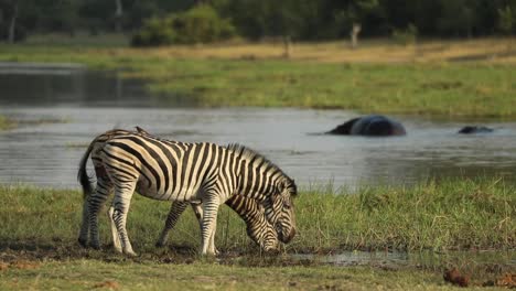 wide shot of two plains zebras drinking at the river with two hippos in the background, khwai botswana