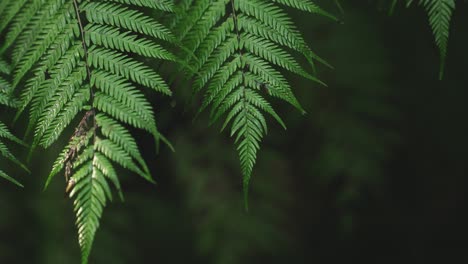 exuberante bosque tropical verde, la luz del sol cayendo en el helecho, rack enfoque macro nueva zelanda agua en la hoja, simetría satisfacción icónica