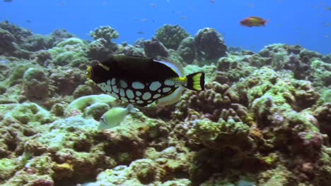 clown triggerfish swimming over coral reef in tropical ocean