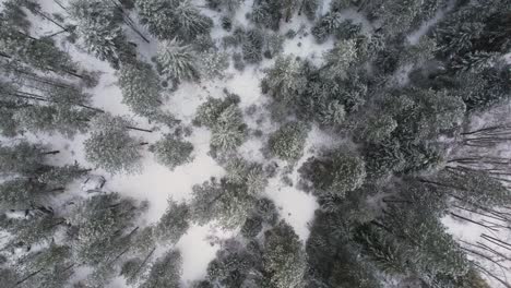 Vista-Aérea-De-Pájaros-Tiro-Giratorio-Del-Bosque-De-Pinos-De-Invierno-Con-Nieve