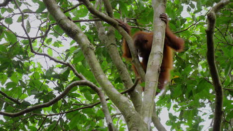 orangutan in a tree