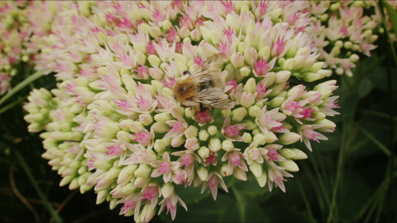 abeja de amplio ángulo en busca de néctar en la flor stonecrop en un día soleado en verano en el jardín del parque