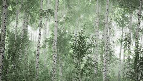 lush green forest filled with birch trees and vibrant foliage in spring