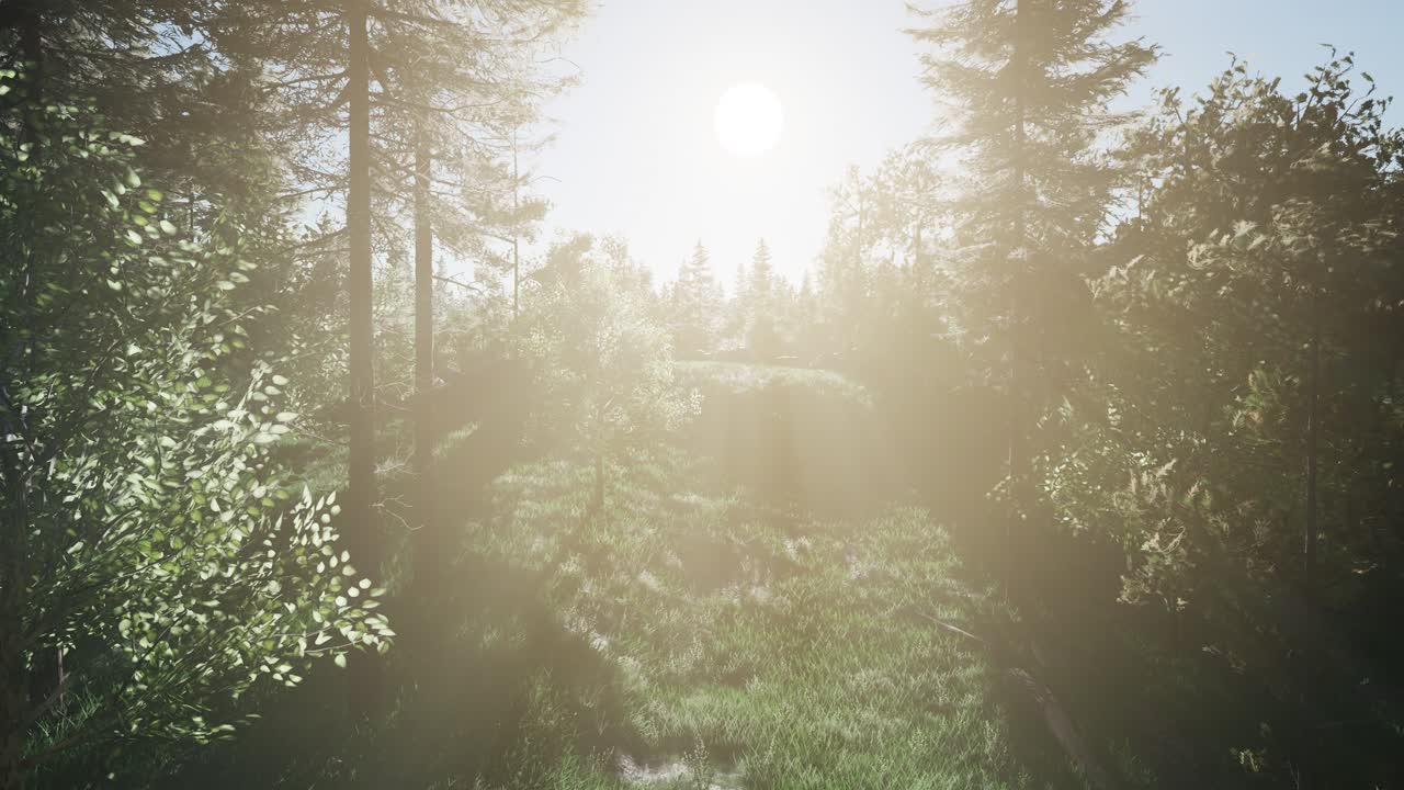 árboles verdes saludables en un bosque