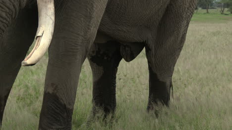 african elephant big bull dripping urine during his musth periode