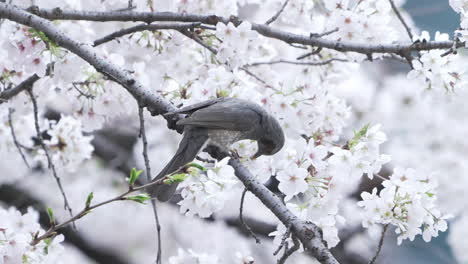 brown-eared bulbul feeding from the white flowers of a cherry tree in tokyo, japan