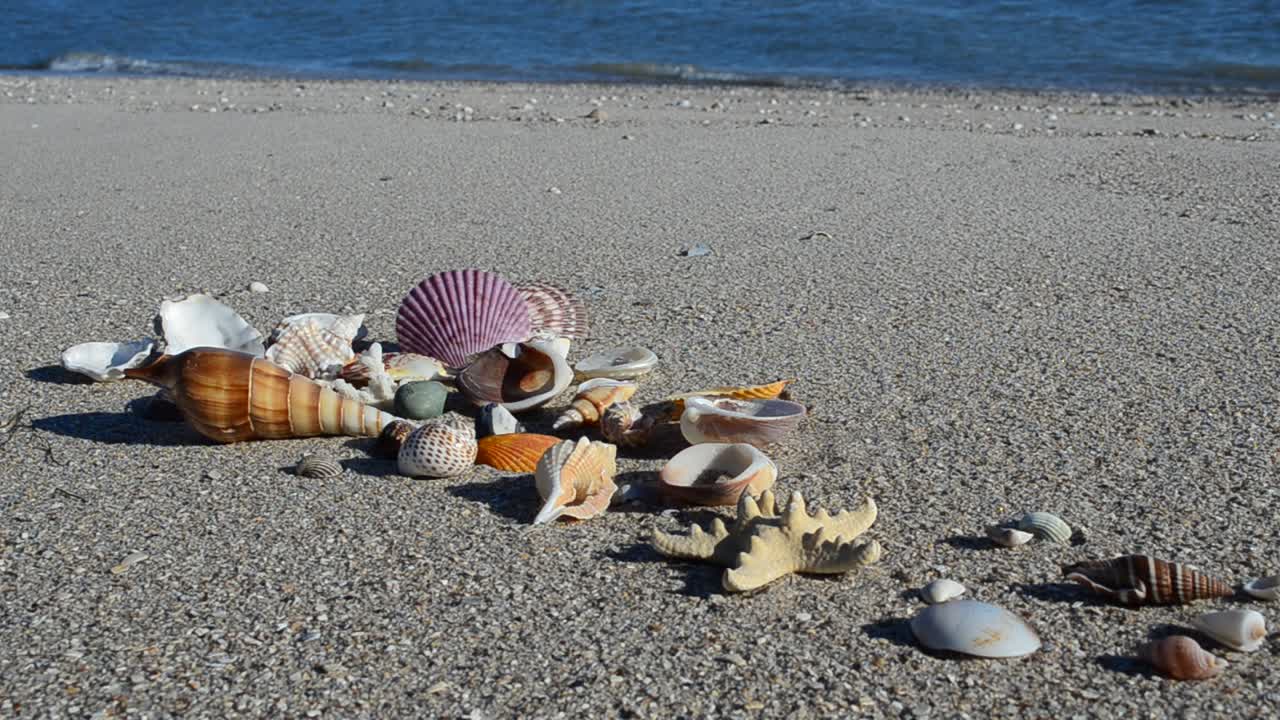 Cockleshells on sand against the background of waves. Shooting on the beach