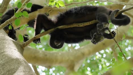 a howler monkey hangs upside down from a tree branch in tikal, guatemala, surrounded by jungle foliage and soft light filtering through leaves.
