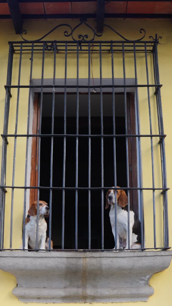 Dos beagles mirando a través de una ventana tras unas barras de metal en Antigua (Guatemala) - toma vertical