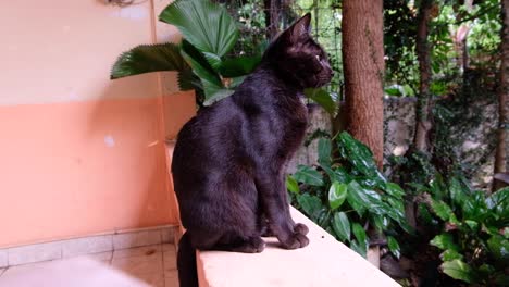 a black cat sitting on a garden wall, watching and overlooking garden on a rainy day, patiently waiting for the rain to stop, side profile of beautiful feline with yellow eyes