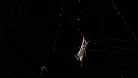 grasshopper trapped in the web moving with the gentle wind, trying to be careful with its movement not to alert the big spider at the edge of its web