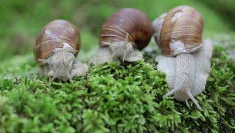 helix pomatia also roman snail, burgundy snail