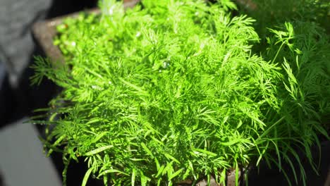 watering of a dill herb